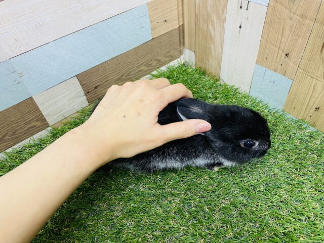 ネザーランドドワーフ