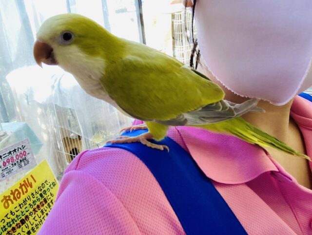 オキナインコ