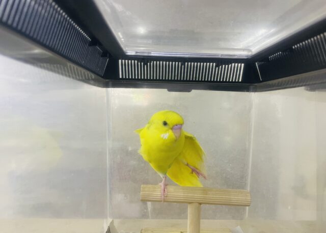 セキセイインコ