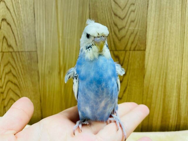 羽衣セキセイインコ