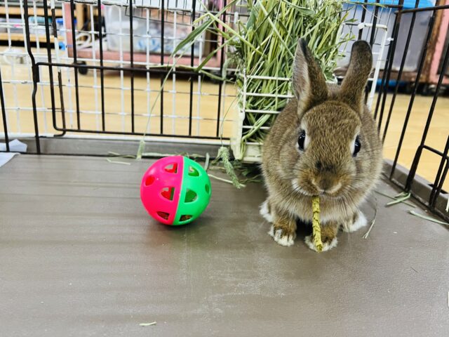 ネザーランドドワーフ