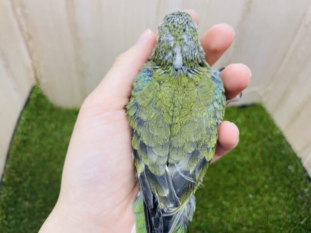 ビセイインコ（美声インコ）