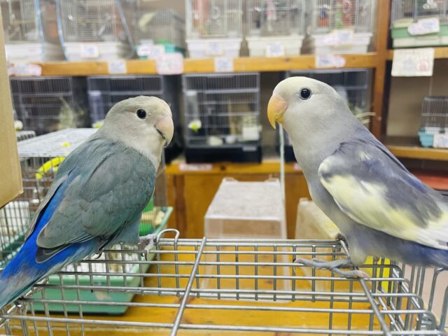 コザクラインコ（小桜インコ）