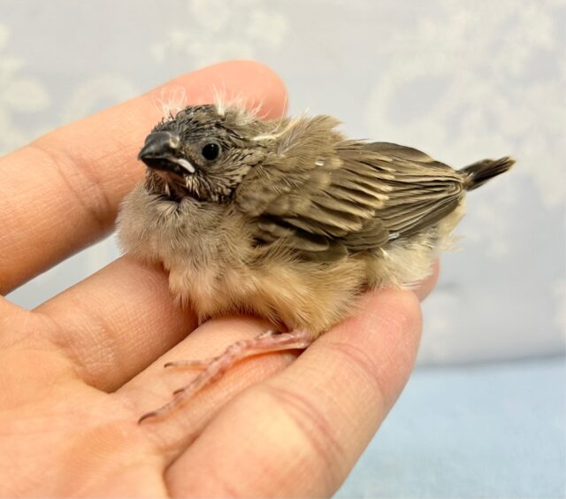 錦花鳥（キンカチョウ）