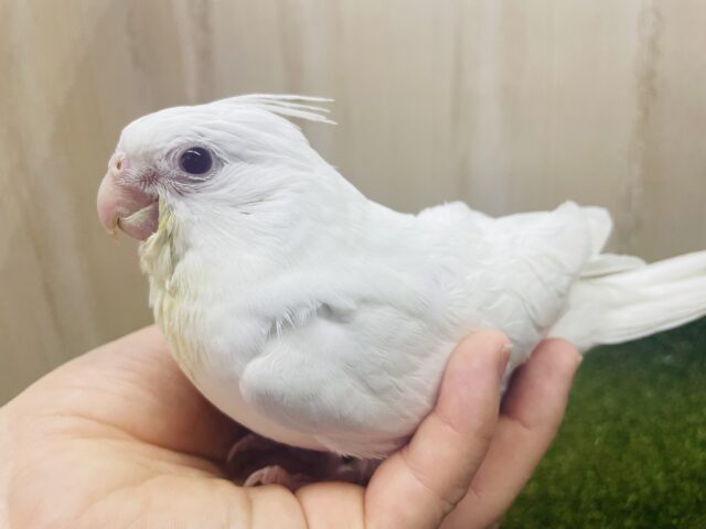 オカメインコ