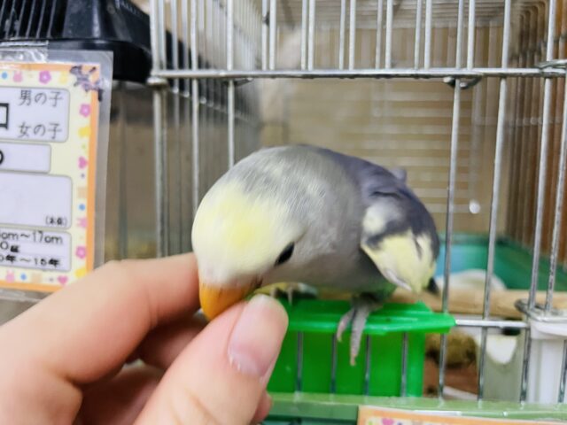 コザクラインコ（小桜インコ）