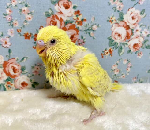 ジャンボセキセイインコ