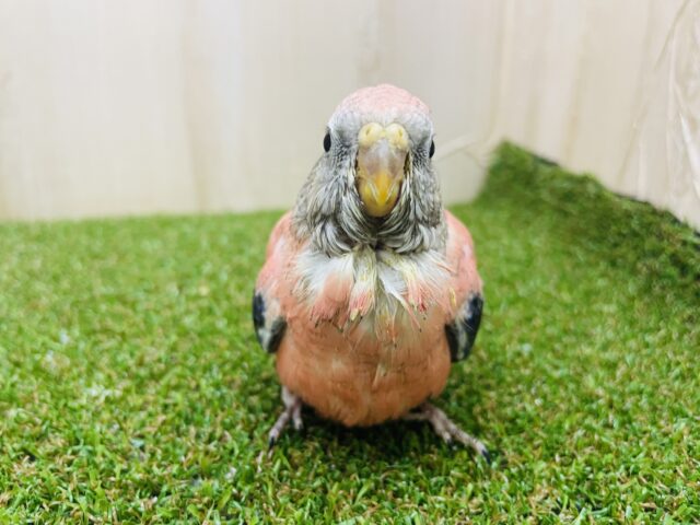 アキクサインコ（秋草インコ）