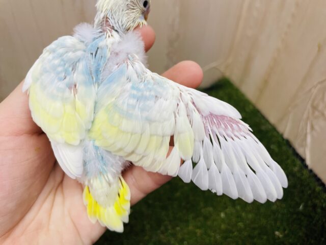 セキセイインコ