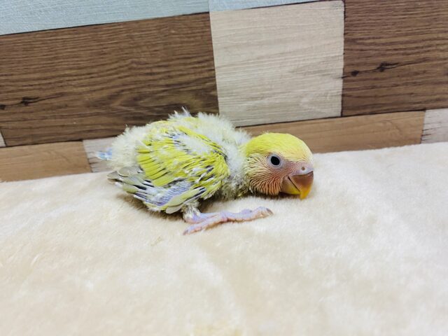 コザクラインコ（小桜インコ）