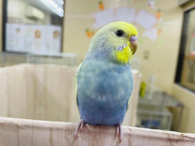 セキセイインコ