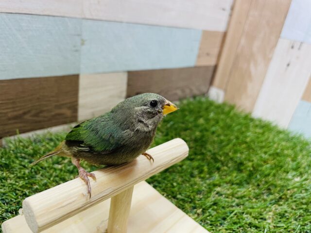 ヒノマルチョウ（日の丸鳥）