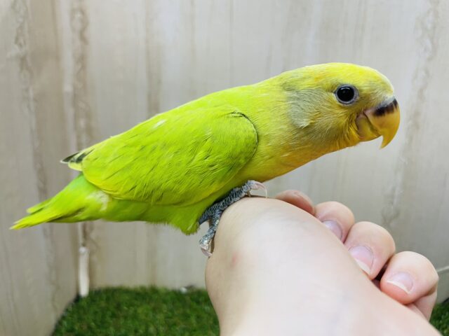 コザクラインコ（小桜インコ）