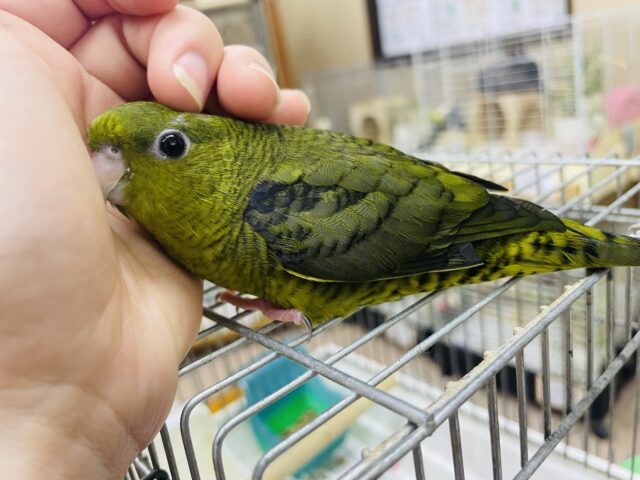 サザナミインコ