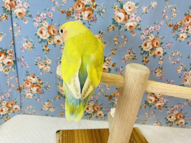コザクラインコ（小桜インコ）