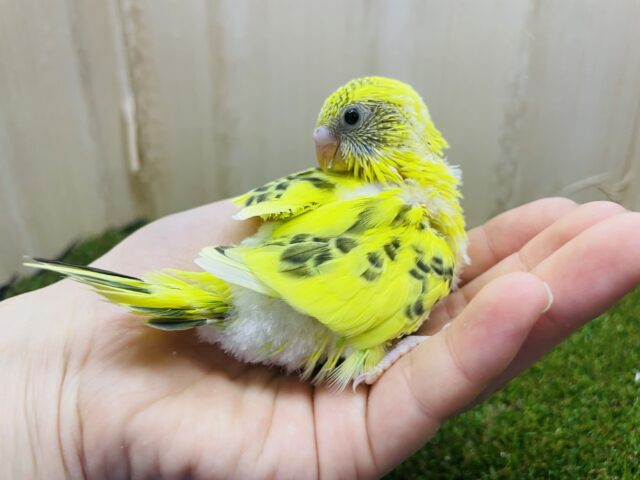 セキセイインコ