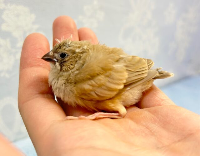 錦花鳥（キンカチョウ）