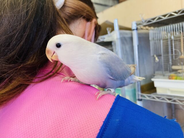 コザクラインコ（小桜インコ）