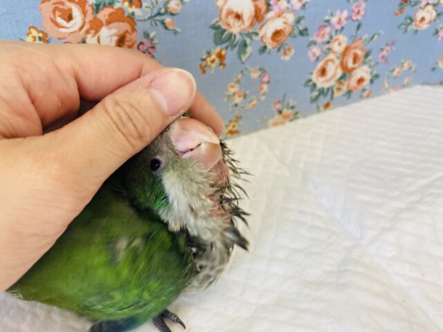 オキナインコ