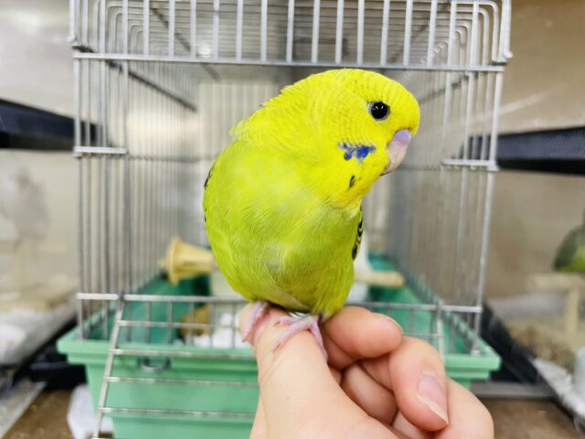 ジャンボセキセイインコ
