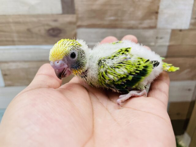 セキセイインコ