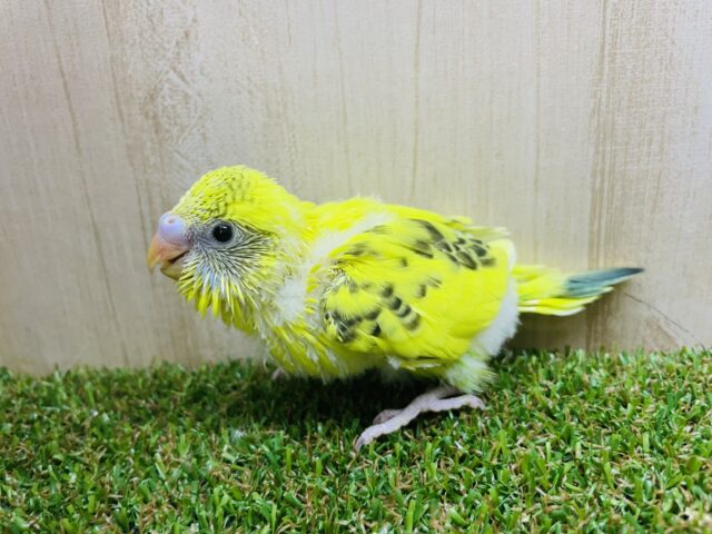 セキセイインコ