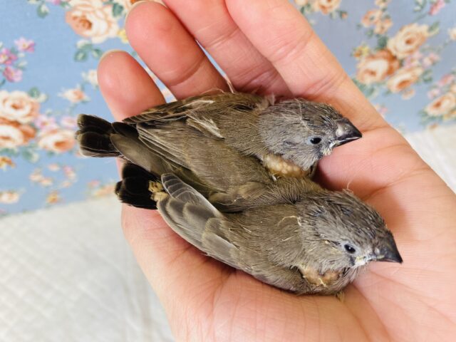 錦花鳥（キンカチョウ）