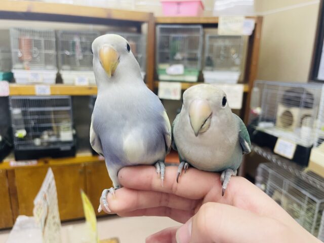 コザクラインコ（小桜インコ）