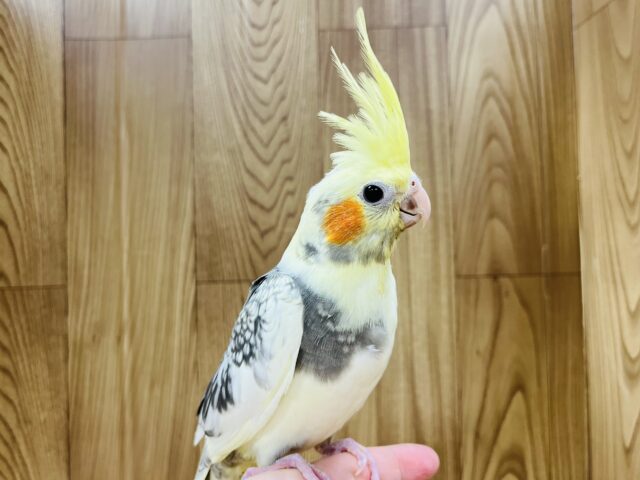 オカメインコ