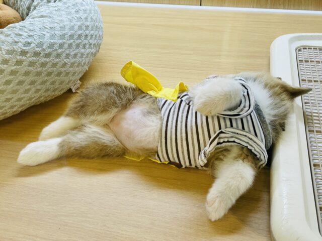 ウェルシュコーギー・ペンブローグ