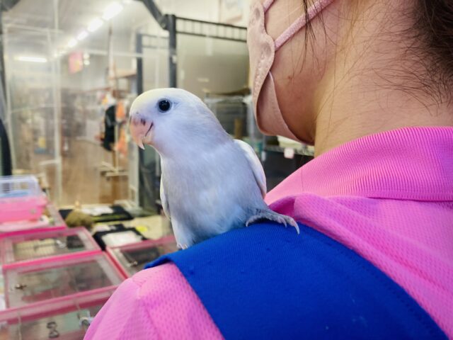 コザクラインコ（小桜インコ）