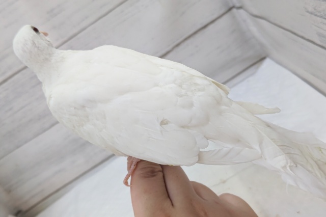 最新画像あり! マジックショーでお馴染み~🕊️ ギンバト ギンバト