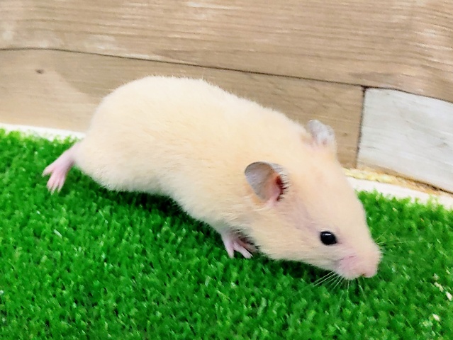 ゴールデンハムスター