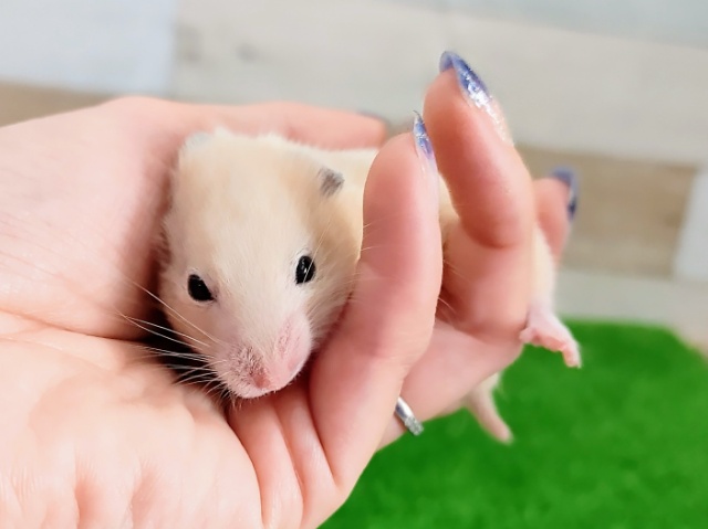 ゴールデンハムスター