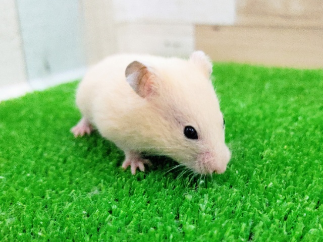 ゴールデンハムスター
