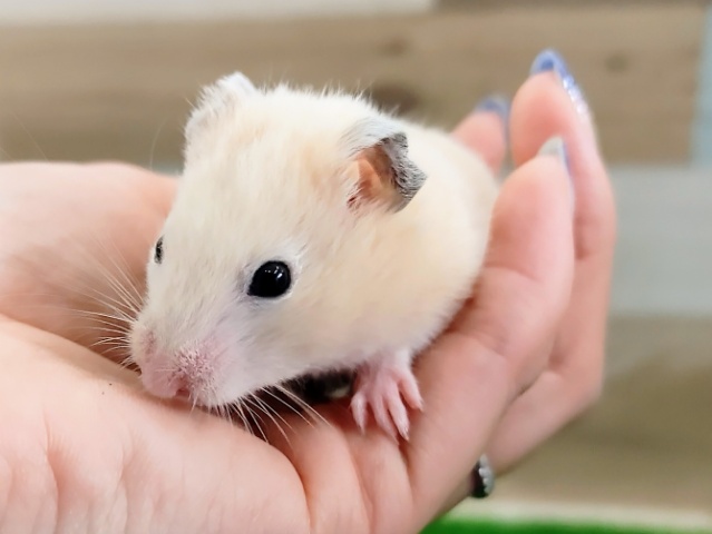 ゴールデンハムスター