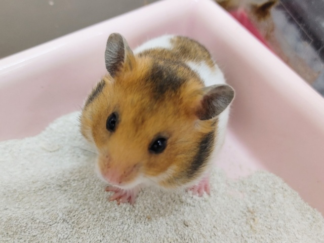 ゴールデンハムスター