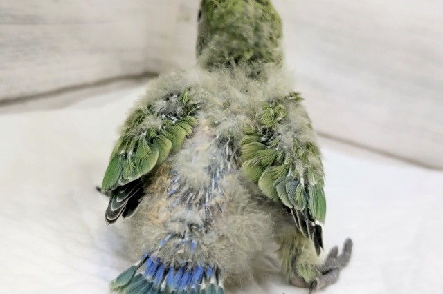 コザクラインコ（小桜インコ）