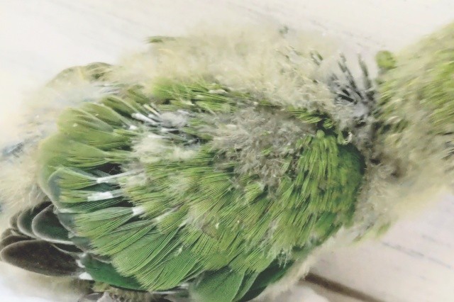 コザクラインコ（小桜インコ）