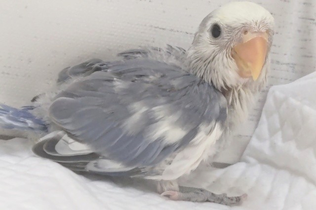 コザクラインコ（小桜インコ）