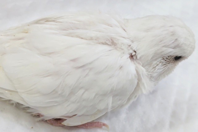 ジャンボセキセイインコ