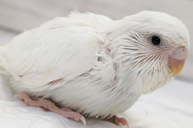 ジャンボセキセイインコ