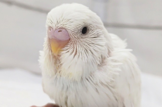 ジャンボセキセイインコ