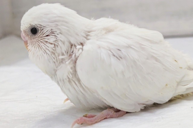 ジャンボセキセイインコ