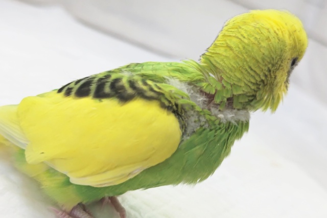 セキセイインコ