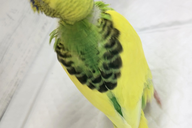 セキセイインコ