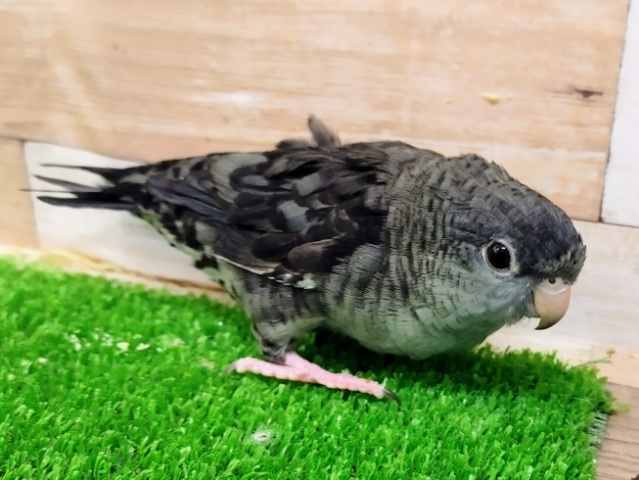 サザナミインコ