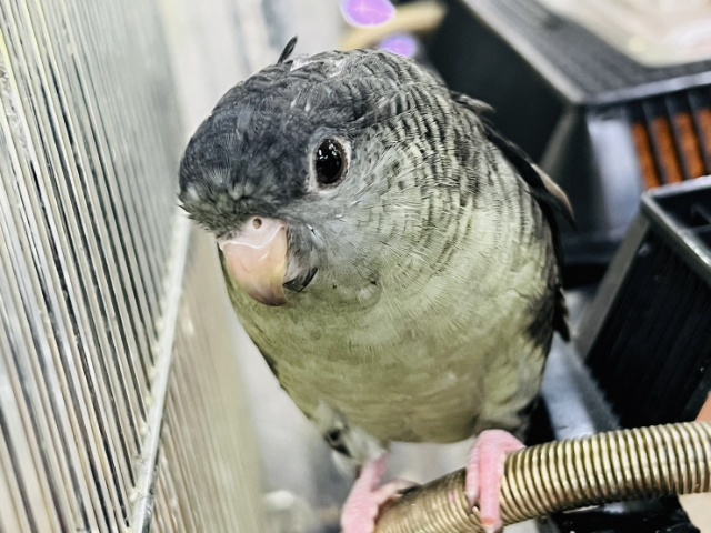 サザナミインコ