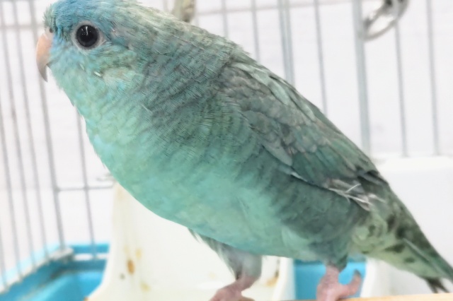 サザナミインコ