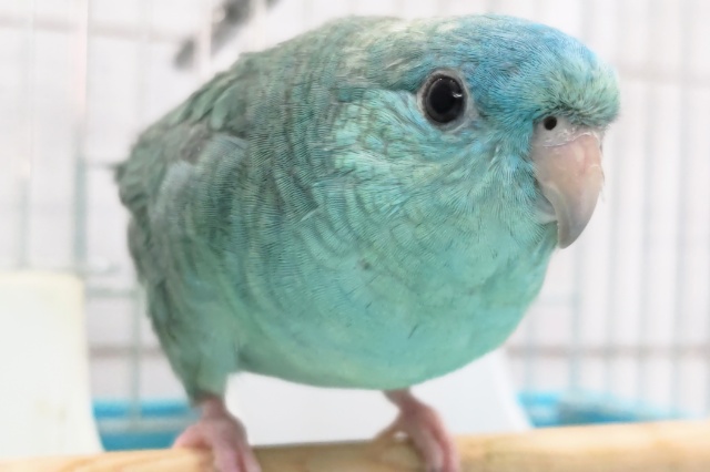 サザナミインコ